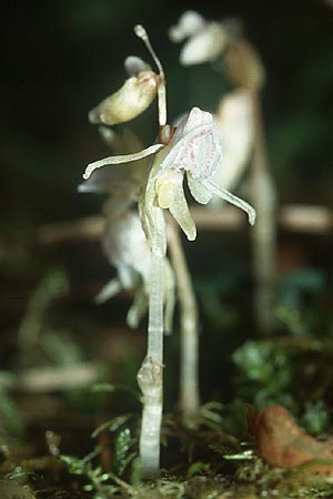 Epipogium aphyllum \ Widerbart, D  Hüfingen 17.7.2005 