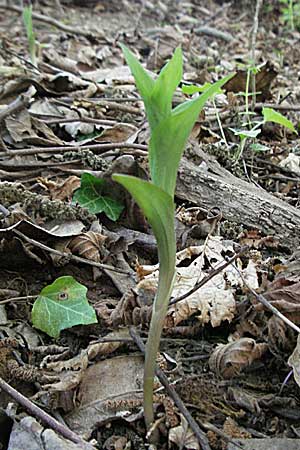Epipactis helleborine \ Breitblättrige Ständelwurz / Broad-Leaved Helleborine (Jungpflanze / young plant), D  Odenwald 9.5.2006 