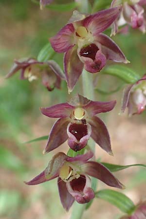 Epipactis helleborine \ Breitblättrige Ständelwurz, D  Schwarzwald, Bad Rippoldsau 3.8.2016 