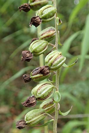 Epipactis helleborine \ Breitblättrige Ständelwurz, D  Wörth am Main 17.9.2016 