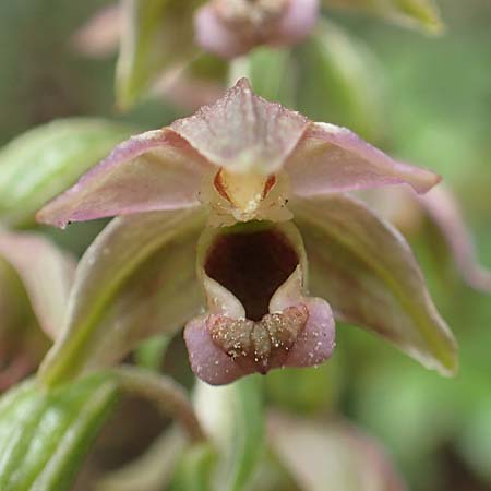 Epipactis helleborine \ Breitblättrige Ständelwurz, D  Aachen 27.7.2020 