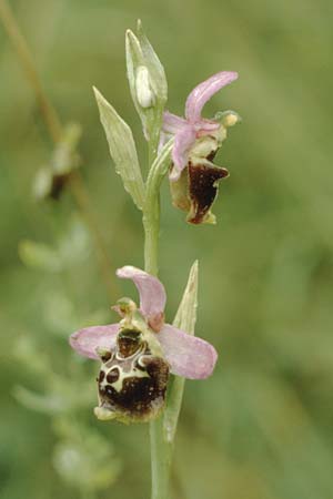 Ophrys elatior \ Hochwüchsige Ragwurz / Rangy Bee Orchid, D  Istein 3.8.1988 