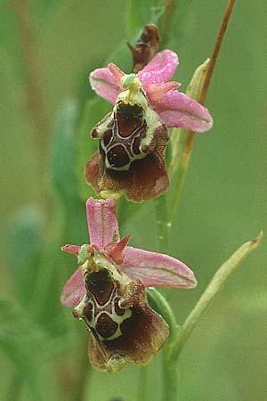 Ophrys elatior \ Hochwüchsige Ragwurz / Rangy Bee Orchid, D  Istein 3.8.1988 