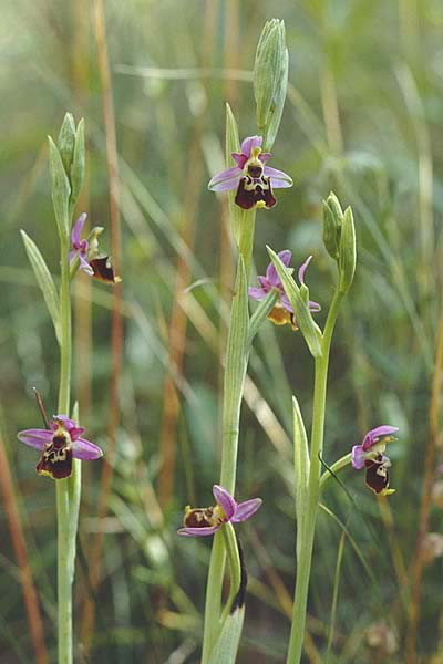 Ophrys elatior \ Hochwüchsige Ragwurz / Rangy Bee Orchid, D  Istein 15.7.1995 