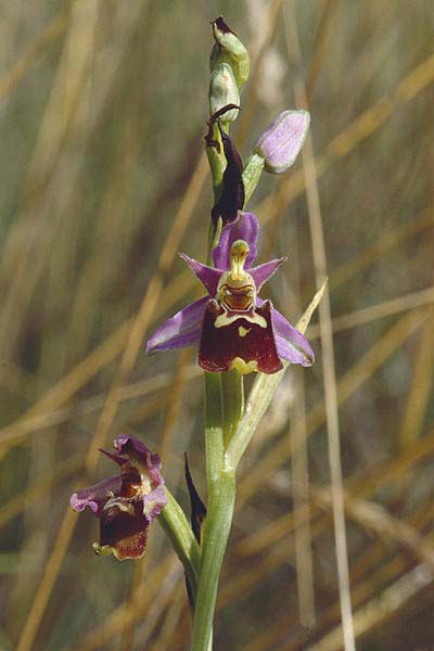 Ophrys elatior \ Hochwüchsige Ragwurz / Rangy Bee Orchid, D  Istein 15.7.1995 