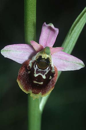 Ophrys elatior \ Hochwüchsige Ragwurz / Rangy Bee Orchid, D  Istein 30.6.2001 