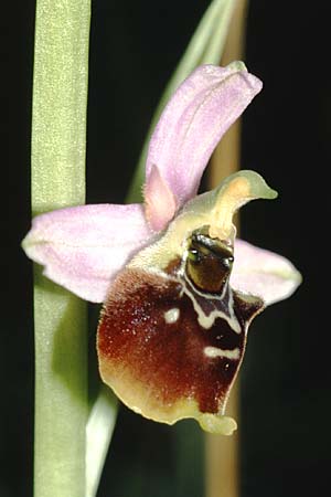 Ophrys elatior \ Hochwüchsige Ragwurz / Rangy Bee Orchid, D  Istein 30.6.2001 