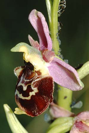 Ophrys elatior \ Hochwüchsige Ragwurz / Rangy Bee Orchid, D  Istein 30.6.2001 