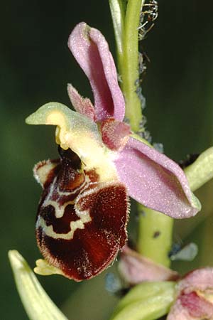 Ophrys elatior \ Hochwüchsige Ragwurz, D  Istein 30.6.2001 