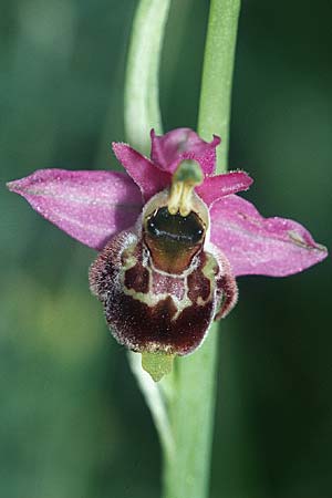 Ophrys elatior \ Hochwüchsige Ragwurz / Rangy Bee Orchid, D  Istein 28.6.2002 