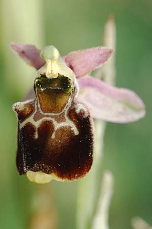 Ophrys elatior \ Hochwüchsige Ragwurz / Rangy Bee Orchid, D  Istein 28.6.2002 
