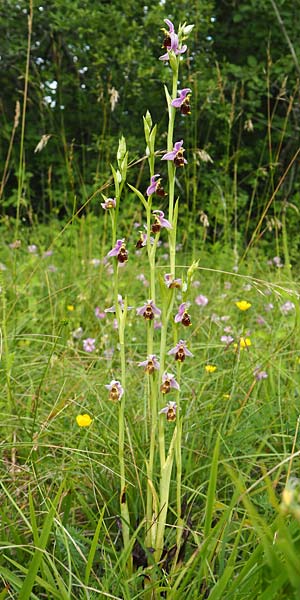 Ophrys elatior \ Hochwüchsige Ragwurz / Rangy Bee Orchid, D  Steinenstadt 28.6.2018 (Photo: Uwe Reinbold)