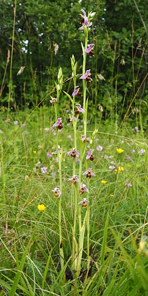 Ophrys elatior \ Hochwüchsige Ragwurz, D  Steinenstadt 28.6.2018 (Photo: Uwe Reinbold)