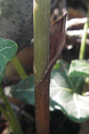 Epipactis helleborine subsp. moratoria \ Spätblühende Breitblättrige Ständelwurz / Late Broad-Leaved Helleborine, D  Kraichgau 4.7.2011 
