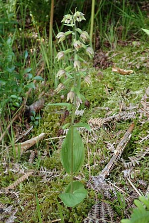 Epipactis helleborine \ Breitblättrige Ständelwurz / Broad-Leaved Helleborine, D  Schwarzwald/Black-Forest, Kniebis 5.8.2015 