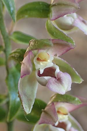 Epipactis helleborine subsp. moratoria \ Spätblühende Breitblättrige Ständelwurz, D  Bensheim-Langwaden 23.6.2018 