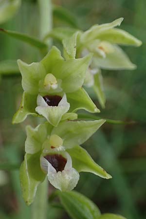 Epipactis muelleri \ Müllers Ständelwurz, D  Tiefenbronn-Mühlhausen 13.7.2021 