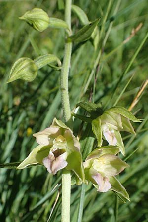 Epipactis muelleri \ Müllers Ständelwurz, D  Hellengerst 8.7.2022 