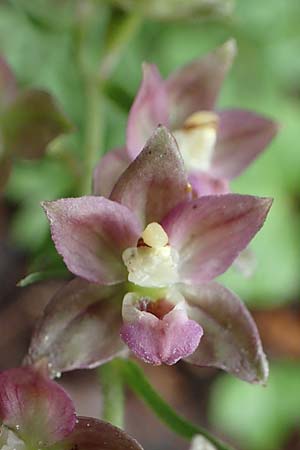 Epipactis neglecta subsp. neglecta \ Übersehene Ständelwurz / Neglected Helleborine, D  Seeheim an der Bergstraße 9.7.2021 