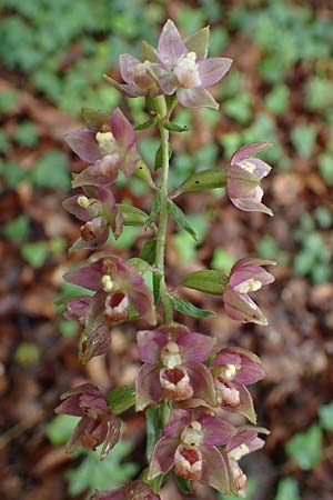 Epipactis neglecta subsp. neglecta \ Übersehene Ständelwurz / Neglected Helleborine, D  Seeheim an der Bergstraße 9.7.2021 
