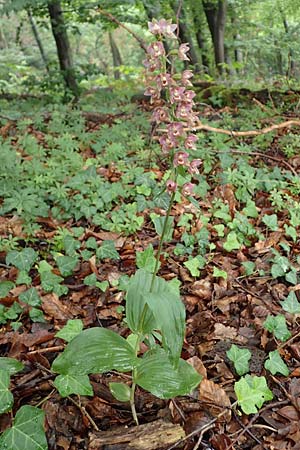 Epipactis neglecta subsp. neglecta \ Übersehene Ständelwurz / Neglected Helleborine, D  Seeheim an der Bergstraße 9.7.2021 