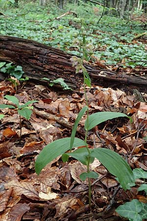 Epipactis neglecta subsp. neglecta \ Übersehene Ständelwurz / Neglected Helleborine, D  Seeheim an der Bergstraße 9.7.2021 