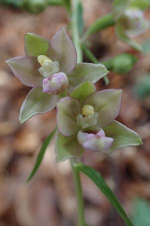Epipactis neglecta subsp. neglecta \ Übersehene Ständelwurz / Neglected Helleborine, D  Seeheim an der Bergstraße 9.7.2021 
