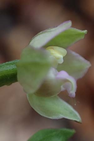 Epipactis neglecta subsp. neglecta \ Übersehene Ständelwurz / Neglected Helleborine, D  Seeheim an der Bergstraße 9.7.2021 