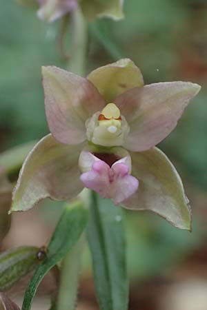 Epipactis neglecta subsp. neglecta \ Übersehene Ständelwurz / Neglected Helleborine, D  Seeheim an der Bergstraße 9.7.2021 