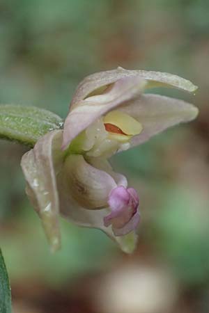 Epipactis neglecta subsp. neglecta \ Übersehene Ständelwurz / Neglected Helleborine, D  Seeheim an der Bergstraße 9.7.2021 