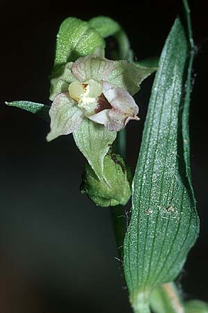 Epipactis neglecta subsp. neglecta / Neglected Helleborine, D  Pforzheim 17.7.2004 