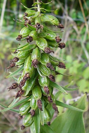 Epipactis helleborine \ Breitblättrige Ständelwurz / Broad-Leaved Helleborine, D  Oppenheim 9.8.2014 