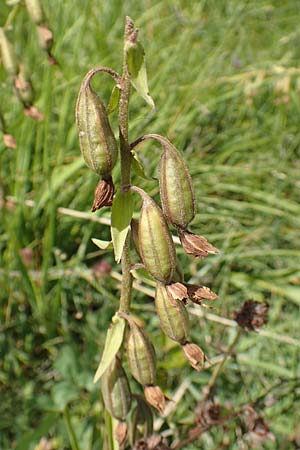 Epipactis palustris \ Echte Sumpfwurz, Sumpf-Ständelwurz / Marsh Helleborine (fruchtend / seed stem), D  Friedewald 29.7.2020 