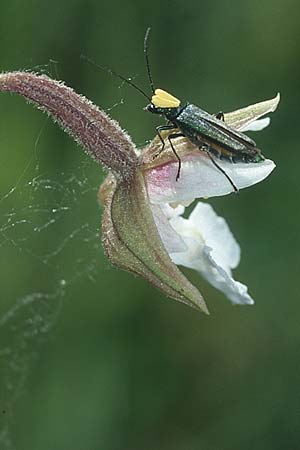 Epipactis palustris + Käfer / beetle, D Kehl 18.6.05