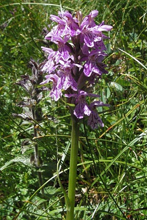 Dactylorhiza fuchsii x traunsteineri, D   Schwarzwald/Black-Forest, Feldberg 24.6.2007 