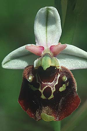 Ophrys holoserica \ Hummel-Ragwurz / Late Spider Orchid, D  Mosbach 10.6.1995 