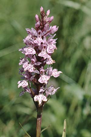 Dactylorhiza fuchsii / Common Spotted Orchid, D  island Rügen, Bergen 13.6.2000 