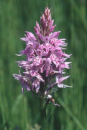 Dactylorhiza fuchsii \ Fuchssche Fingerwurz, Fuchssches Knabenkraut / Common Spotted Orchid, D  Insel/island Rügen, Bergen 13.6.2000 