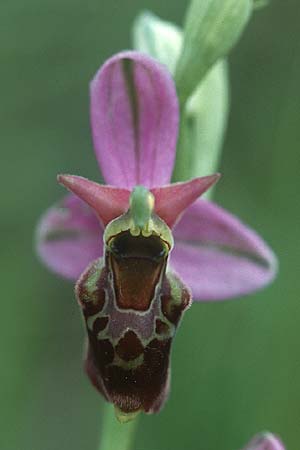 Ophrys apifera var. badensis x holoserica, D   Saarland Altheim 4.6.2005 