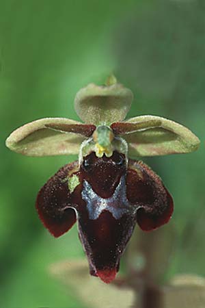 Ophrys holoserica x insectifera, D   Taubertal 10.6.1995 