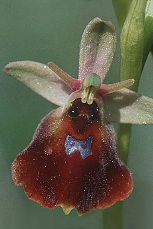 Ophrys holoserica x insectifera, D   Taubertal 30.5.1997 