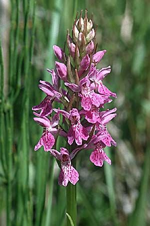 Dactylorhiza fuchsii x majalis, D   Iserlohn 12.6.2000 