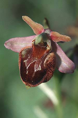 Ophrys holoserica x sphegodes, D   Mosbach 30.5.1997 