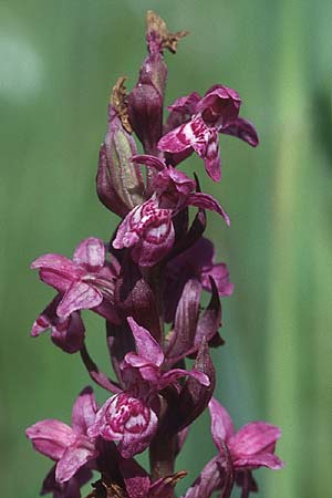 Dactylorhiza fuchsii x traunsteineri, D   Allgäu 11.6.2005 