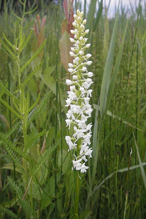 Gymnadenia conopsea s.l. farbvariante_color-variant \ Mücken-Händelwurz, D  Murnau 20.6.2011 