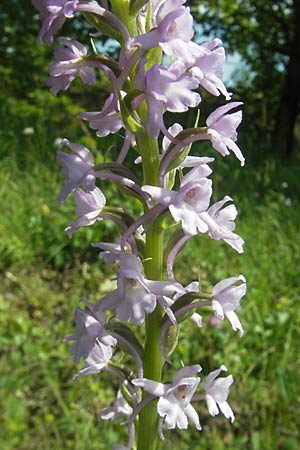Gymnadenia conopsea s.l. \ Mücken-Händelwurz / Common Fragrant Orchid, D  Zeutern 23.6.2012 