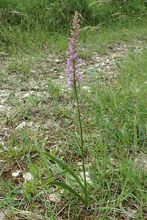 Gymnadenia conopsea s.l. \ Mücken-Händelwurz / Common Fragrant Orchid, D  Mühlheim an der Donau 20.6.2015 