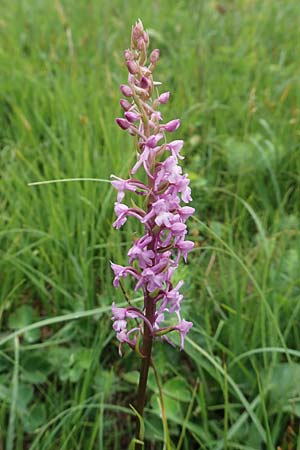 Gymnadenia conopsea s.l. \ Mücken-Händelwurz / Common Fragrant Orchid, D  Neuleiningen 15.6.2020 