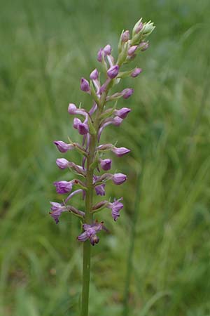Gymnadenia conopsea s.l. / Common Fragrant Orchid, D  Mosbach 13.7.2022 