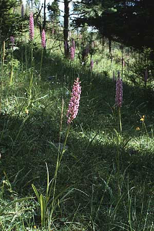 Gymnadenia conopsea s.l. / Common Fragrant Orchid, D  Rottenburg Neckarburg 21.7.1985 